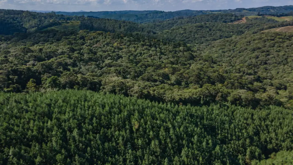 Novas tecnologias contribuem para coibir focos de incêndios florestais.