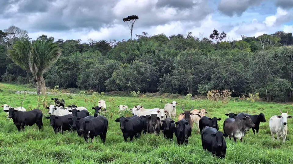 Produtores da Amazônia rechaçam rótulo de vilões e querem voz e assento na COP30