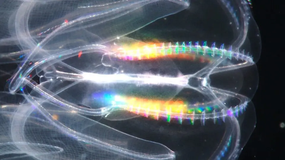 Cores variadas dos cílios de um ctenóforo refratando a luz.