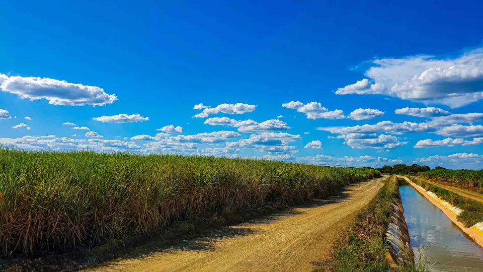 Setor de cana-de-açúcar tem perspectiva com créditos de carbono