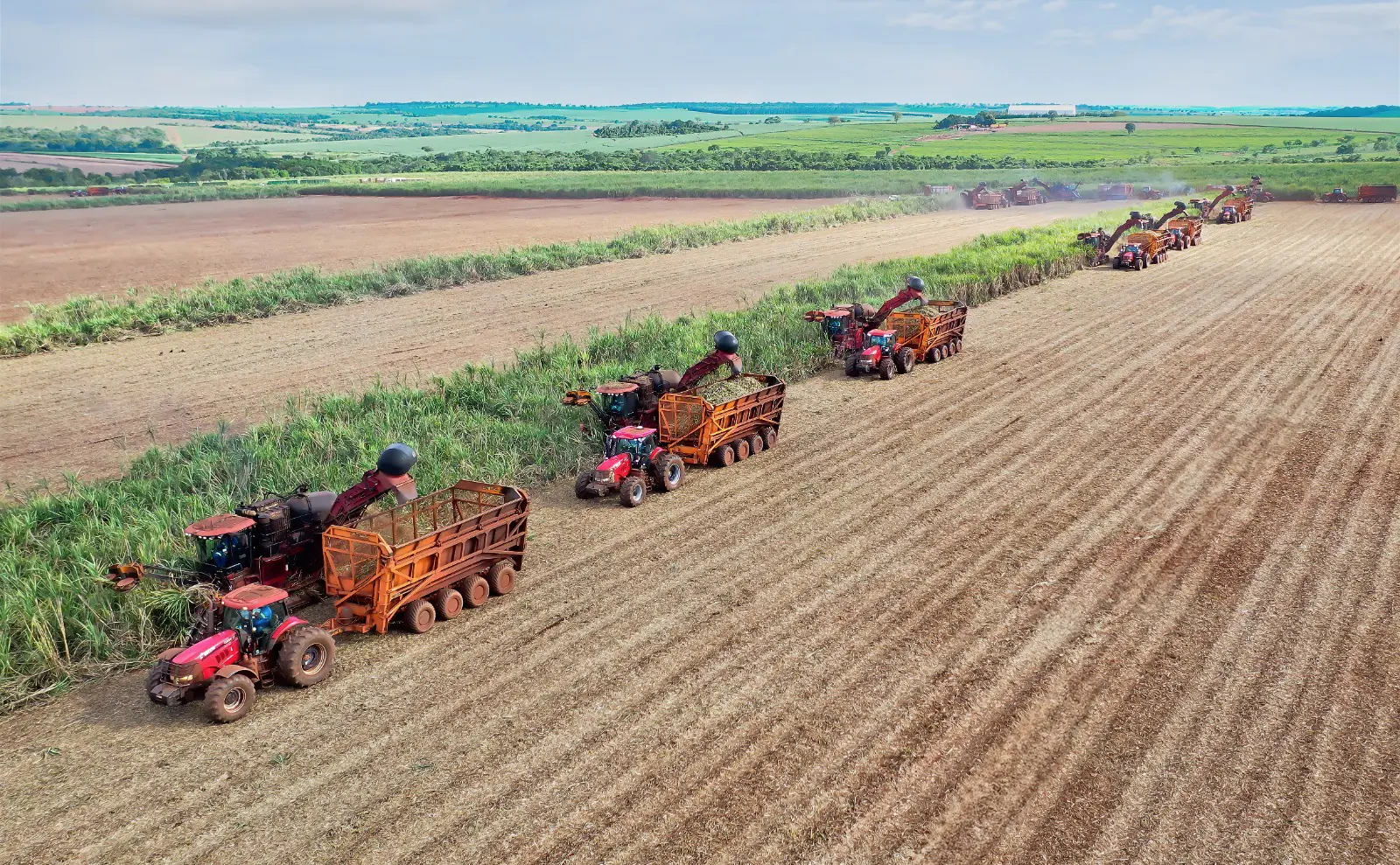 Na safra de 2024, 80 milhões de toneladas de cana-de-açúcar foram moídas em Minas Gerais.