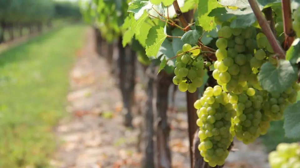 Vinho Serra Gaúcha Rio Grande do Sul