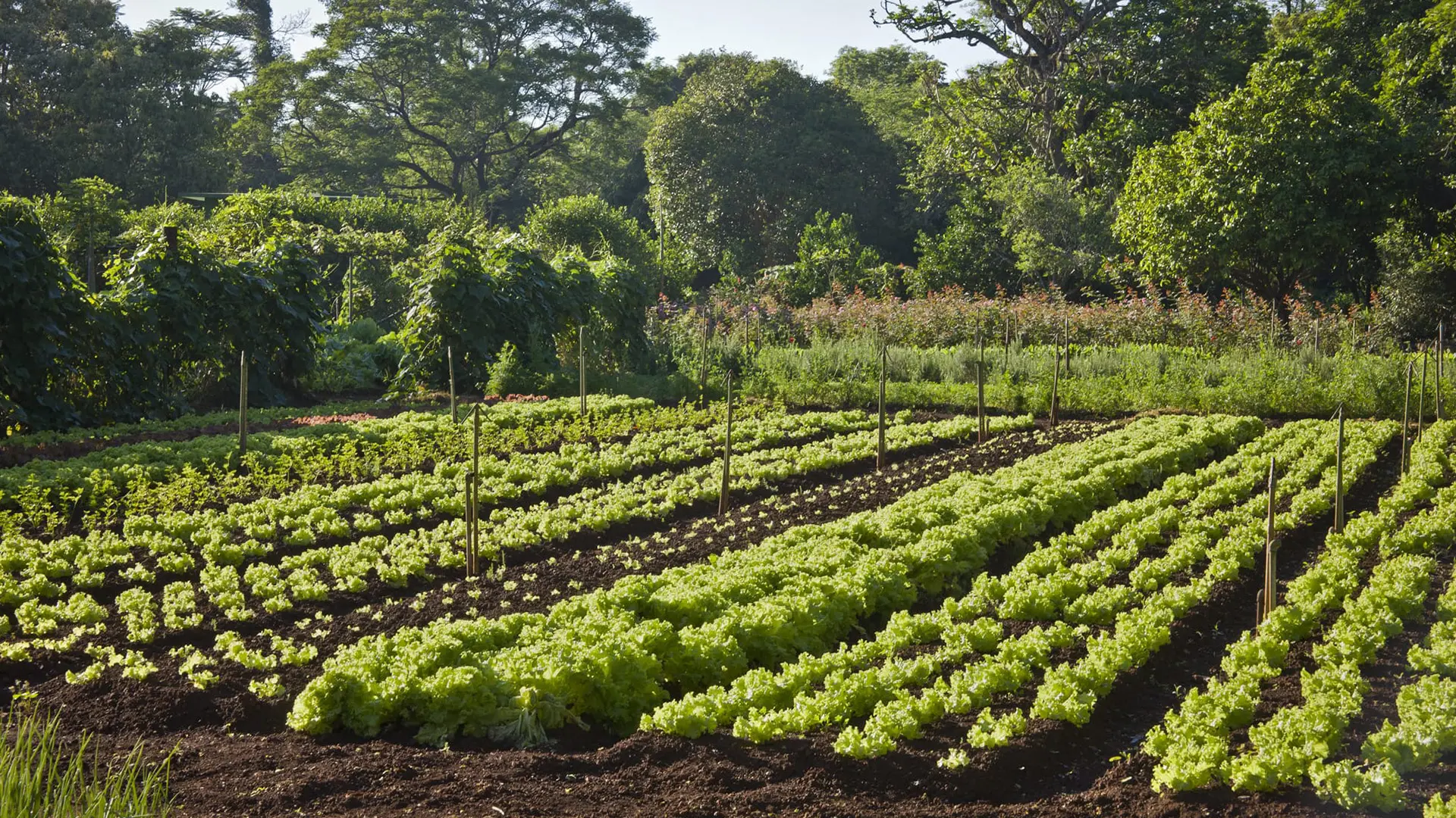 No Bourbon Cataratas do Iguaçu, o cultivo de alimentos no próprio local reduz a pegada de carbono do transporte e o desperdício, e promove uma alimentação sustentável para seus hóspedes.