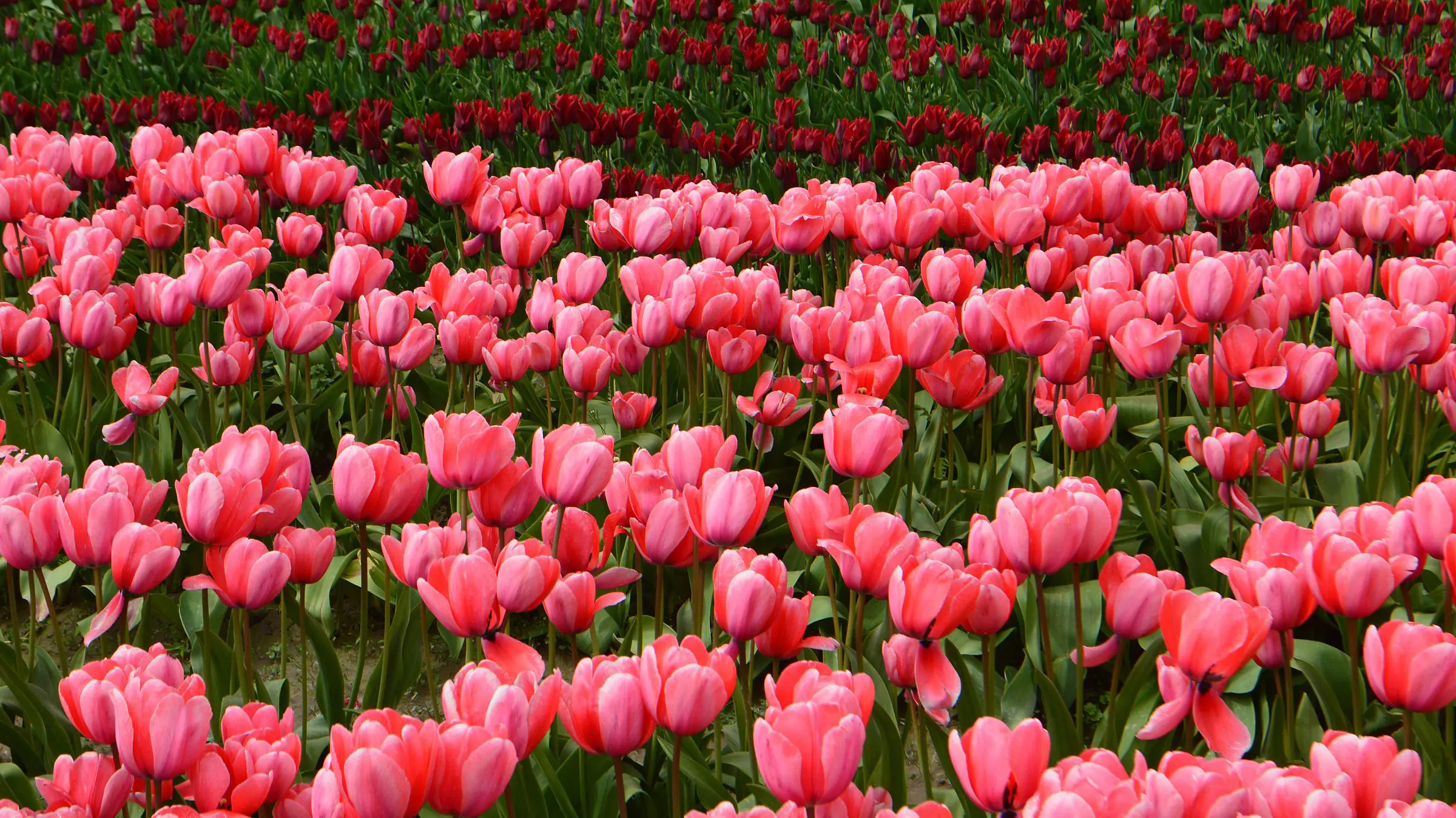 Tulipas bolha financeira