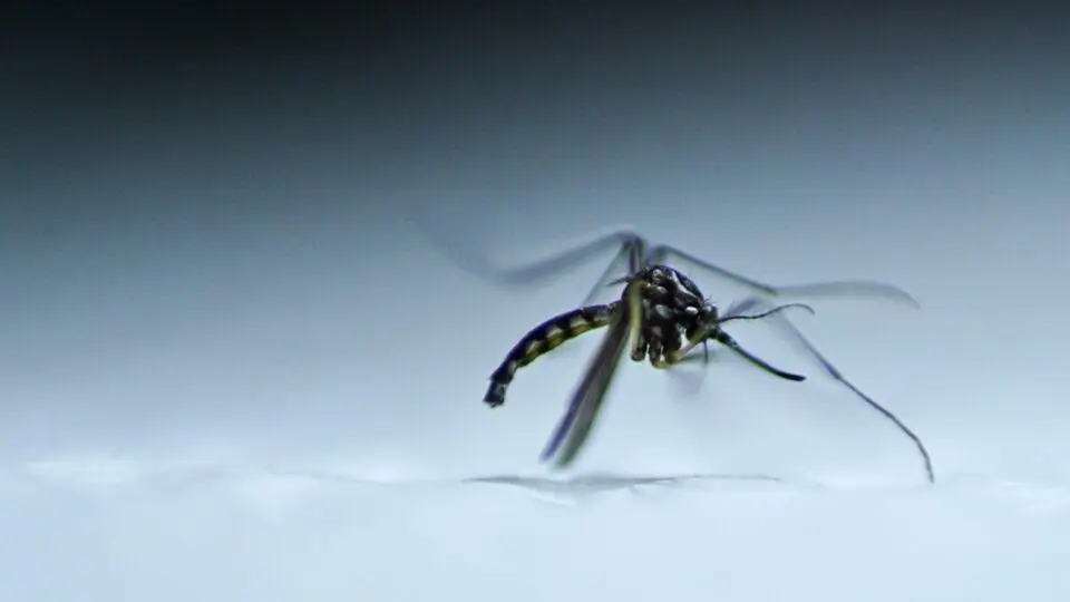 Aedes Aegypti
