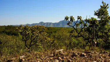 Bioma Cerrado x floresta amazônica