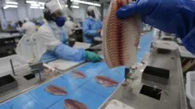 O estado do Paraná lidera a produção de tilápia no país