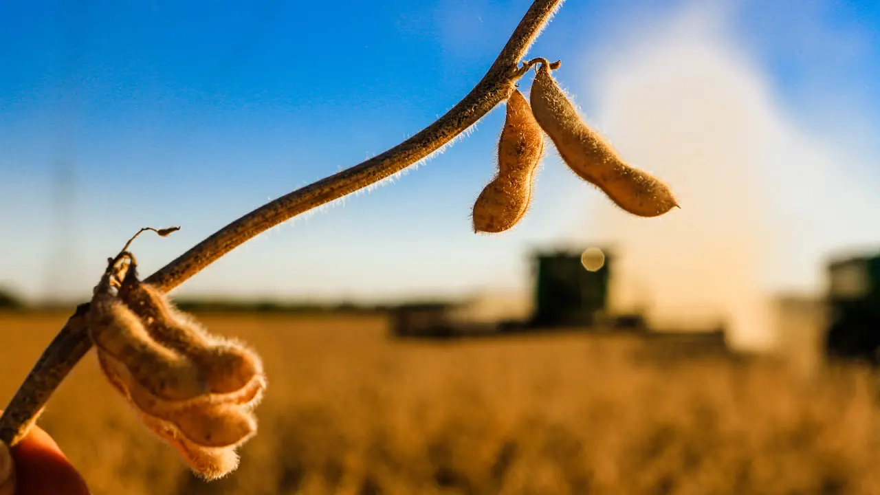 Colheita de soja no Centro-Oeste deve alcançar 79,8 milhões de toneladas em 2025, 17,1% mais que na safra anterior.