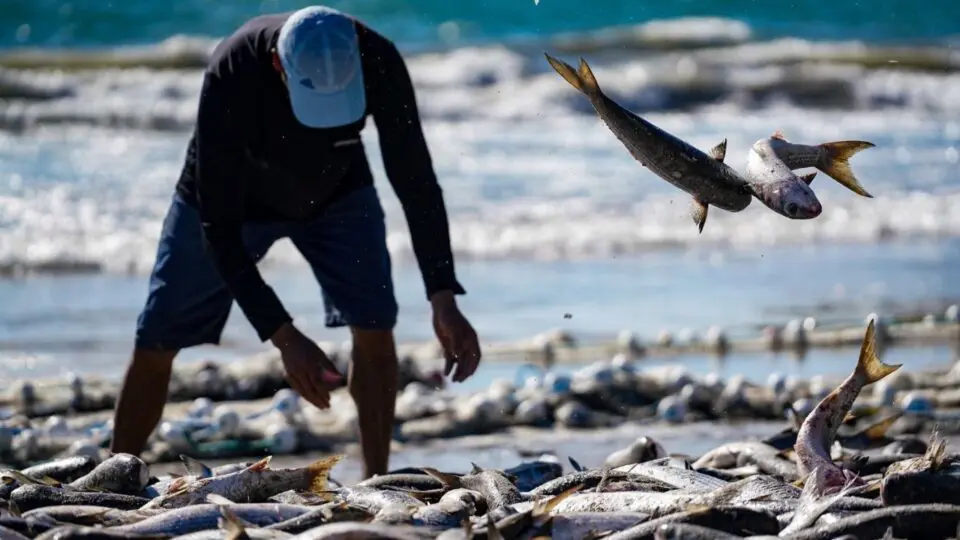 Cota para importação de sardinha