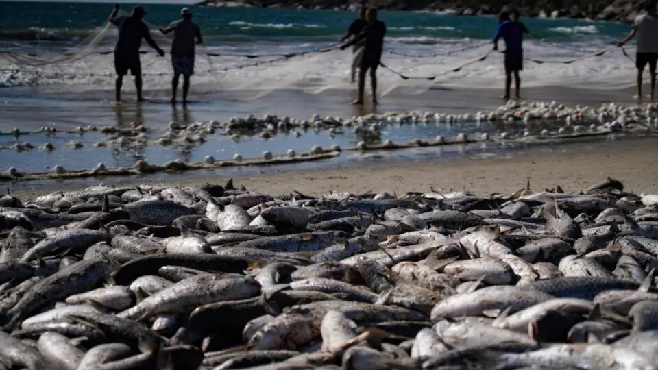 Pesca da tainha é patrimônio do estado catarinense.
