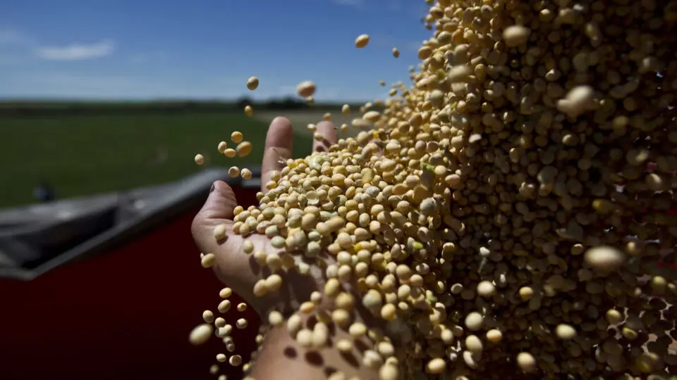 Na "guerra" de Trump e China, quem ganha é a soja do Brasil, diz agro americano