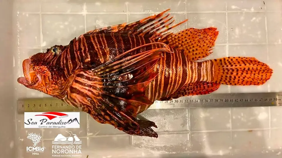 Maior peixe-leão do mundo foi capturado em Fernando de Noronha.