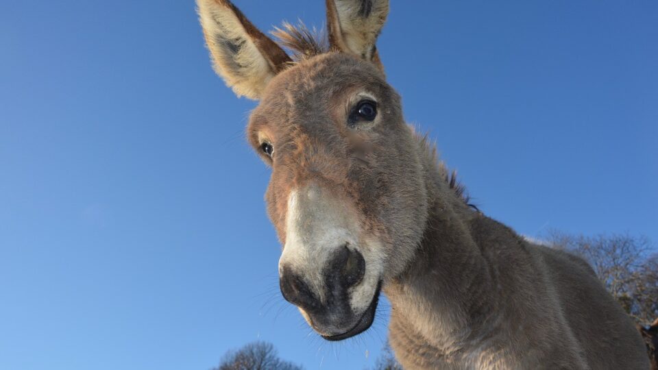 O burro soberbo: o que explica a decadência intelectual no Brasil