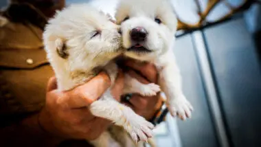 Fotografia fornecida pela Colossal Biosciences dos dois filhotes de Lobos-Terríveis com um mês de idade, Romulus e Remus, nascidos em 1º de outubro de 2024.