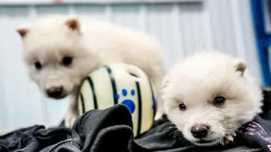 Fotografia fornecida pela Colossal Biosciences dos dois filhotes de Lobo-Terríveis de um mês de idade, Rômulo e Remo, nascidos em 1º de outubro de 2024.