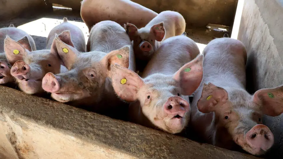 Paraná se organiza para começar a exportar carne suína para o Chile.