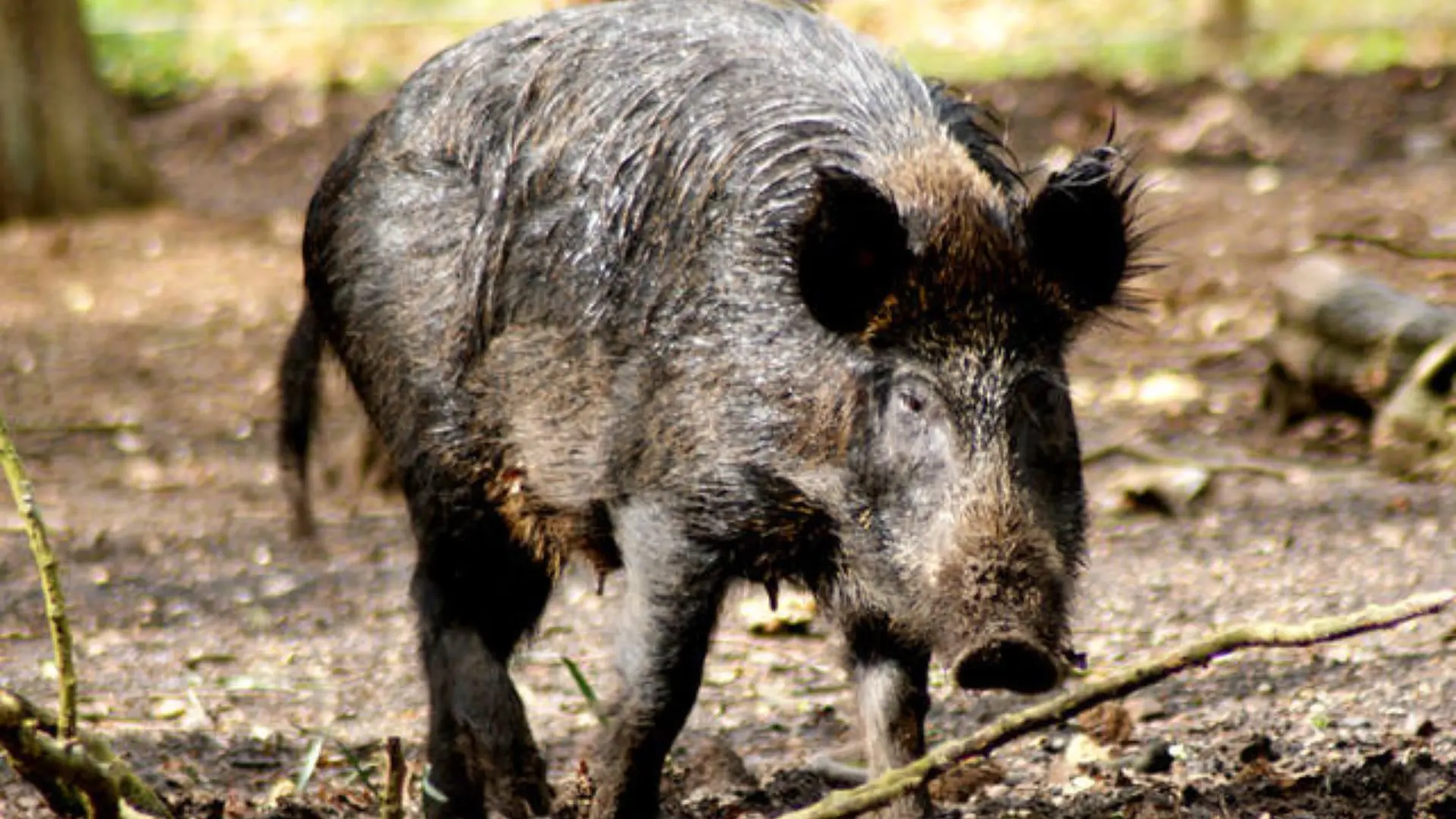 Trazido como alimento há 60 anos, o javali se tornou uma das piores pragas para a agricultura