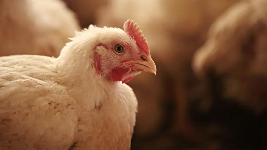 Maior exportador de carne de frango do mundo, Brasil foi o último grande produtor a registrar caso de gripe aviária.