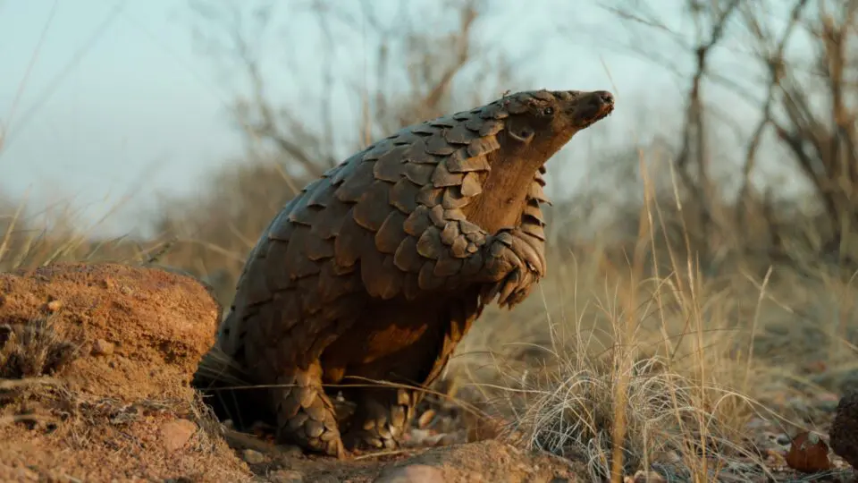 Kulu, o pangolim, e seu caminhar exótico: documentário da Netflix mostra sua jornada até voltar à natureza