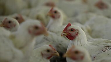 Gripe aviária em galinhas.