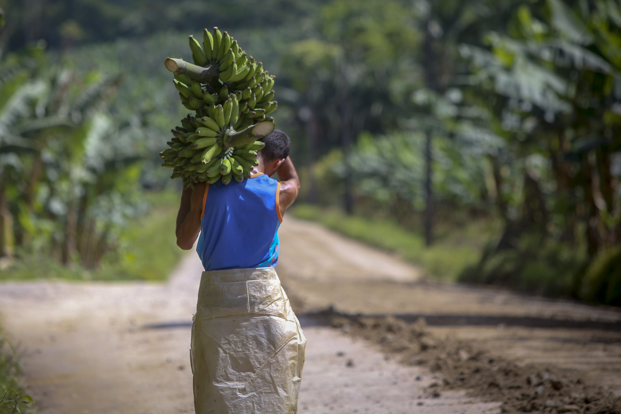 Variante pode chegar ao Brasil e ameaçar a produção bananeira.