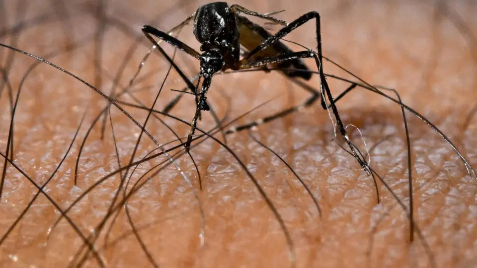 Mosquito contaminado com Febre Oropouche pousando em pele humana.