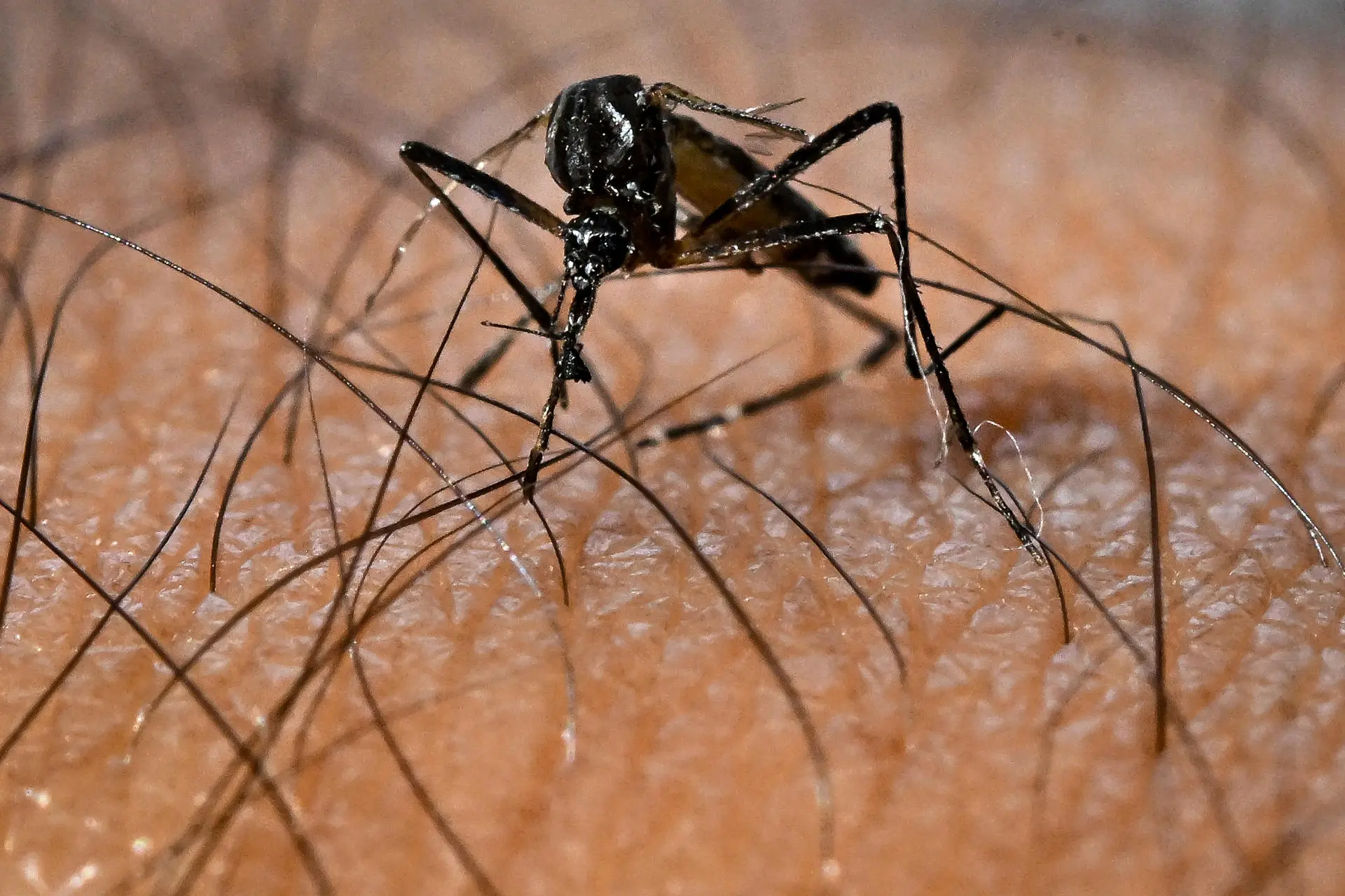 Mosquito contaminado com Febre Oropouche pousando em pele humana.
