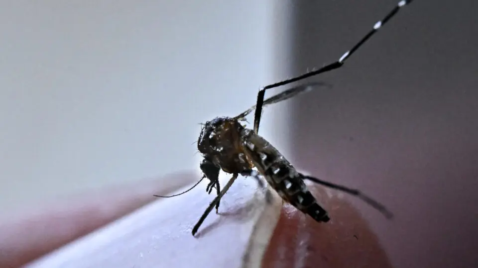 Mosquito na ponta do dedo de uma pessoa.