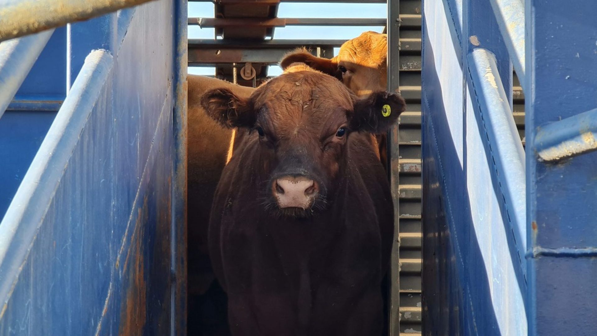 Brasil exporta gado vivo para atender à demanda de cane Halal em nações islâmicas.