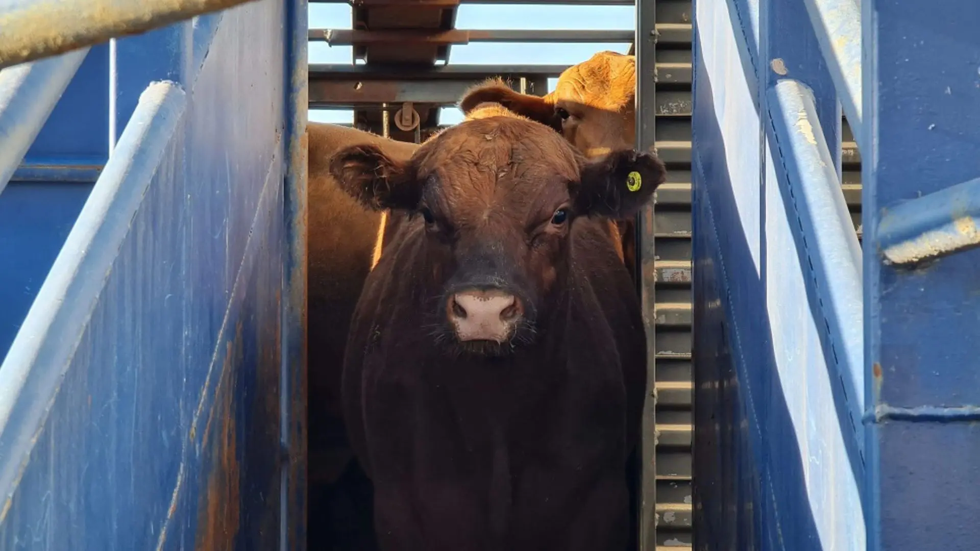 Em navio boiadeiro, Brasil exporta gado vivo para atender à demanda de carne Halal do Oriente Médio
