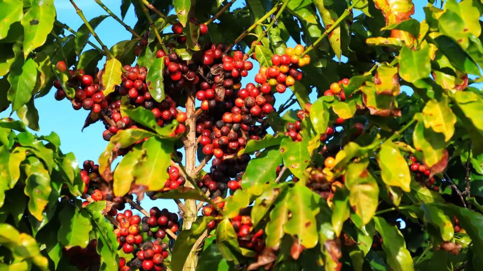 Assaltos de pés de café