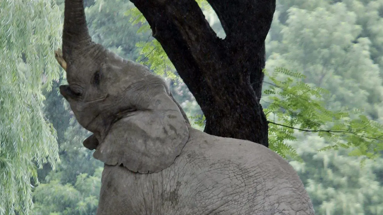 Eelefante estica a tromba para alcançar os galhos, 5 de janeiro de 2011, no Zoológico de Buenos Aires