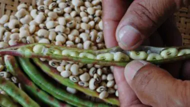 Goiás prepara exportação de feijão biofortificado para a Índia, país que consome 30 milhões de toneladas da leguminosa por ano.