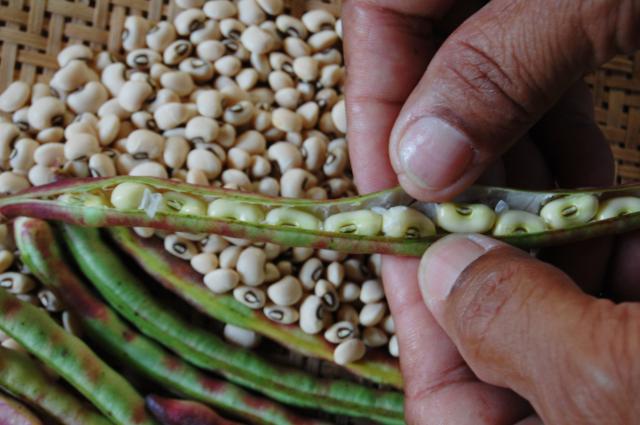 Goiás prepara exportação de feijão biofortificado para a Índia, país que consome 30 milhões de toneladas da leguminosa por ano.