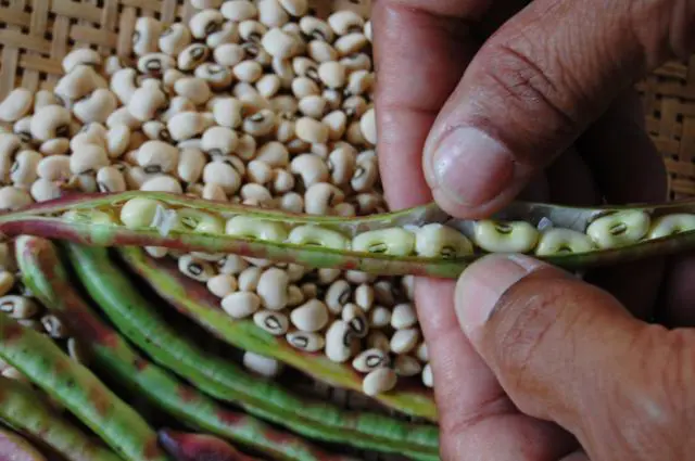 Goiás prepara exportação de feijão biofortificado para a Índia, país que consome 30 milhões de toneladas da leguminosa por ano.