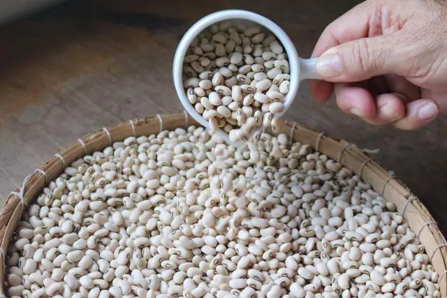 Feijão caupi biofortificado por concentrar 90g/kg de ferro e zinco.