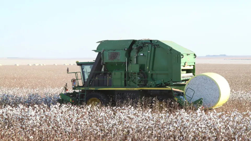 Mato Grosso produziu 2,6 milhões de toneladas de algodão em 2024, o que corresponde a 70% da produção nacional.