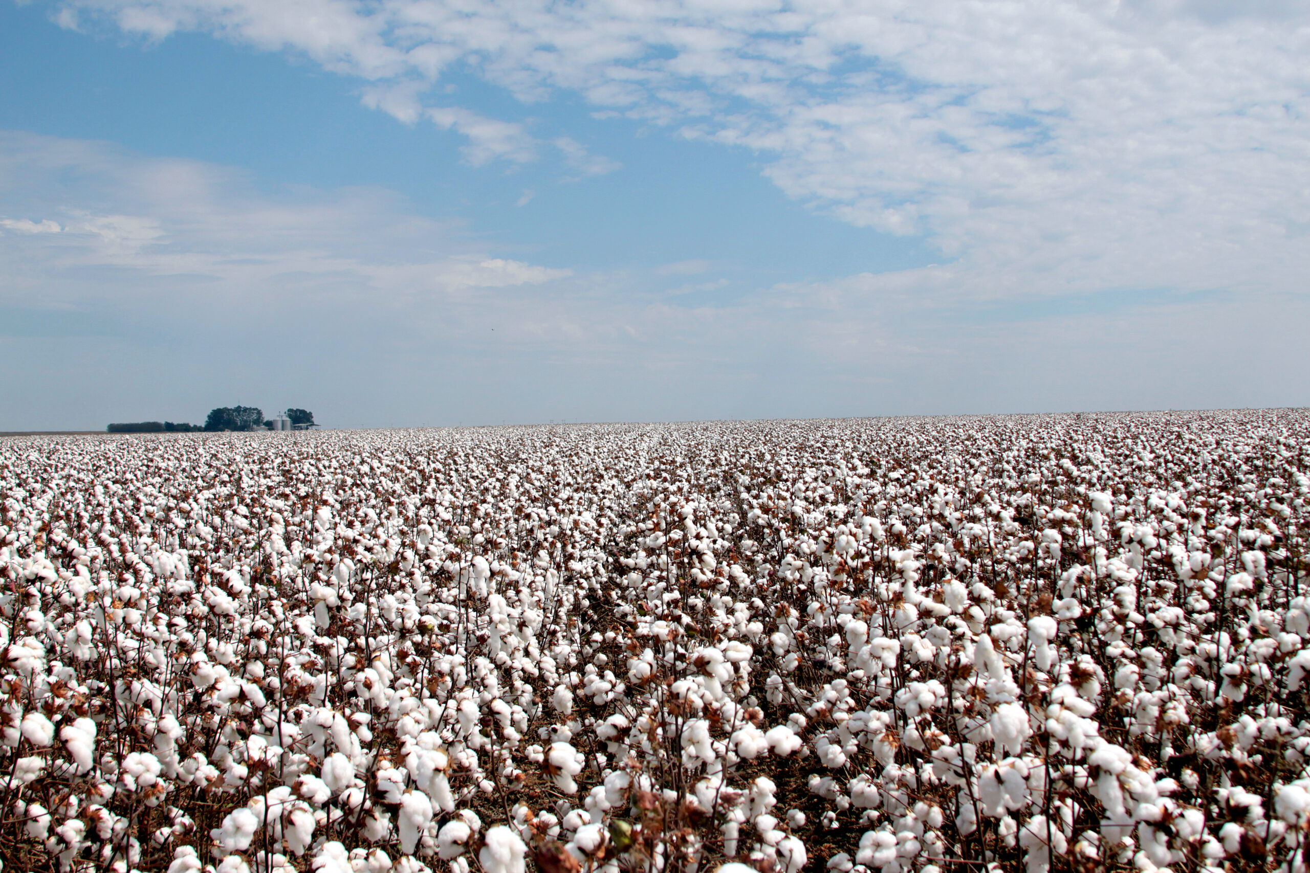 Brasil supera exportação estadunidense de algodão, com 2,68 milhões de toneladas negociadas em 2024.