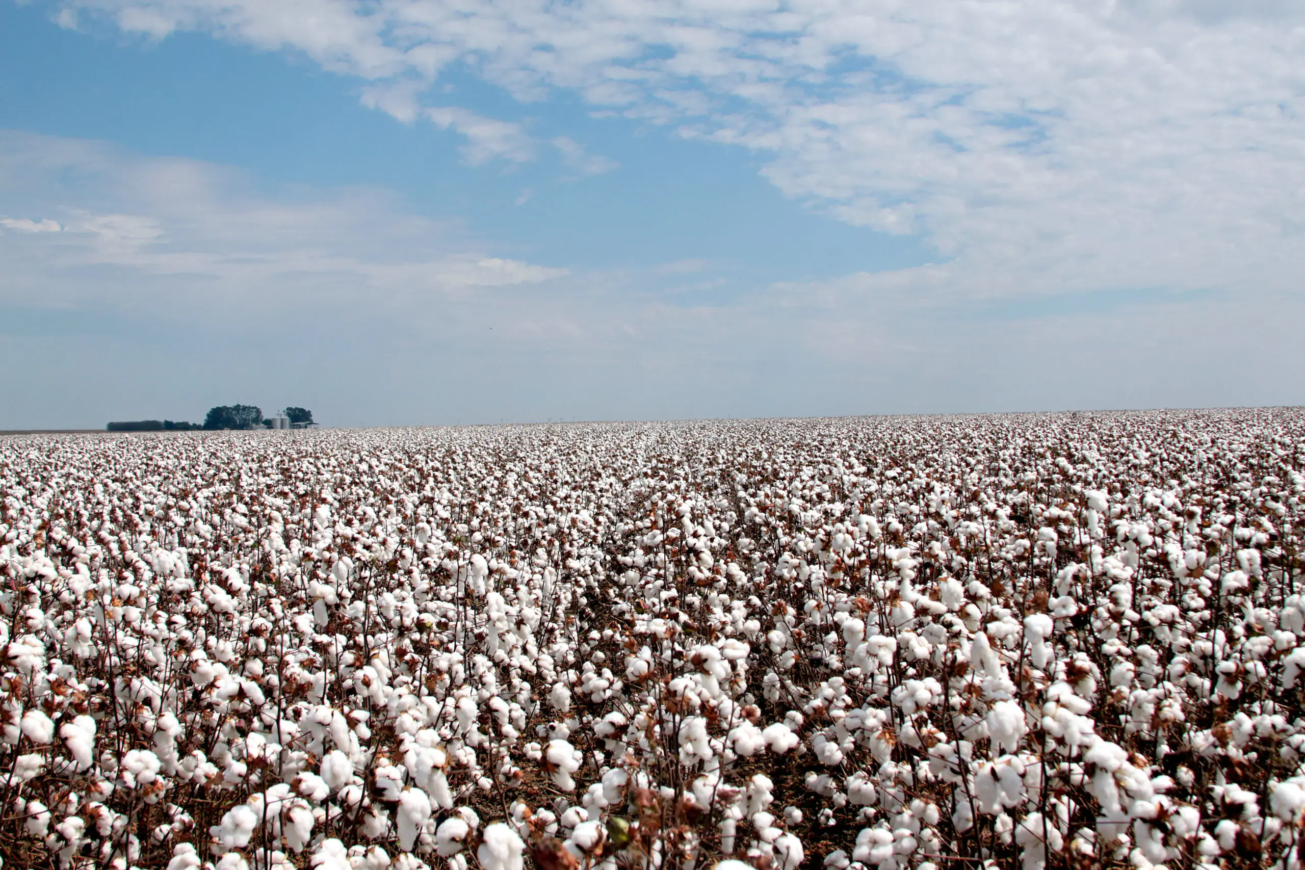 Brasil supera exportação estadunidense de algodão