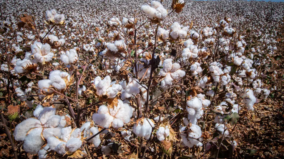 Brasil deve produzir 3,95 milhões de toneladas de algodão em 2025 e exportar 2,9 milhões de toneladas.