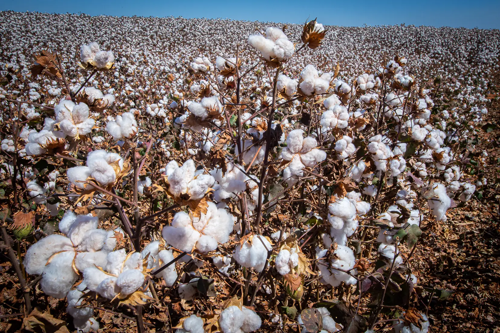 Brasil deve produzir 3,95 milhões de toneladas de algodão em 2025 e exportar 2,9 milhões de toneladas.
