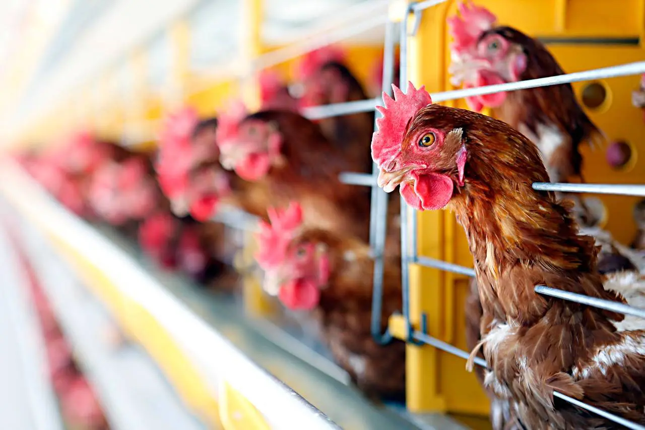 Passados 28 dias de vazio sanitário, Brasil vai se autodeclarar livre de gripe aviária em granjas comerciais em comunicado à OMSA