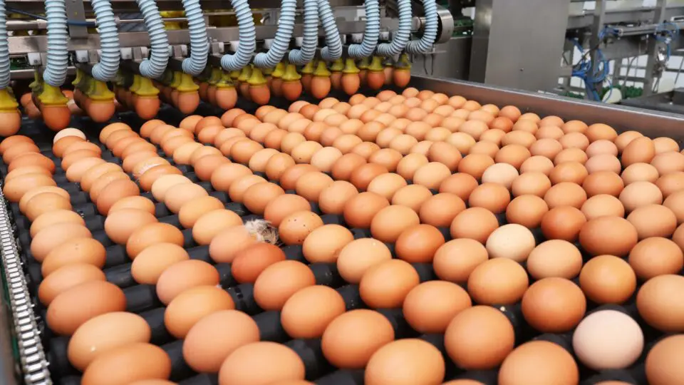 Índice Nacional de Preços ao Consumidor Amplo (IPCA) registrou queda de 3,98% no preço do ovo em maio.
