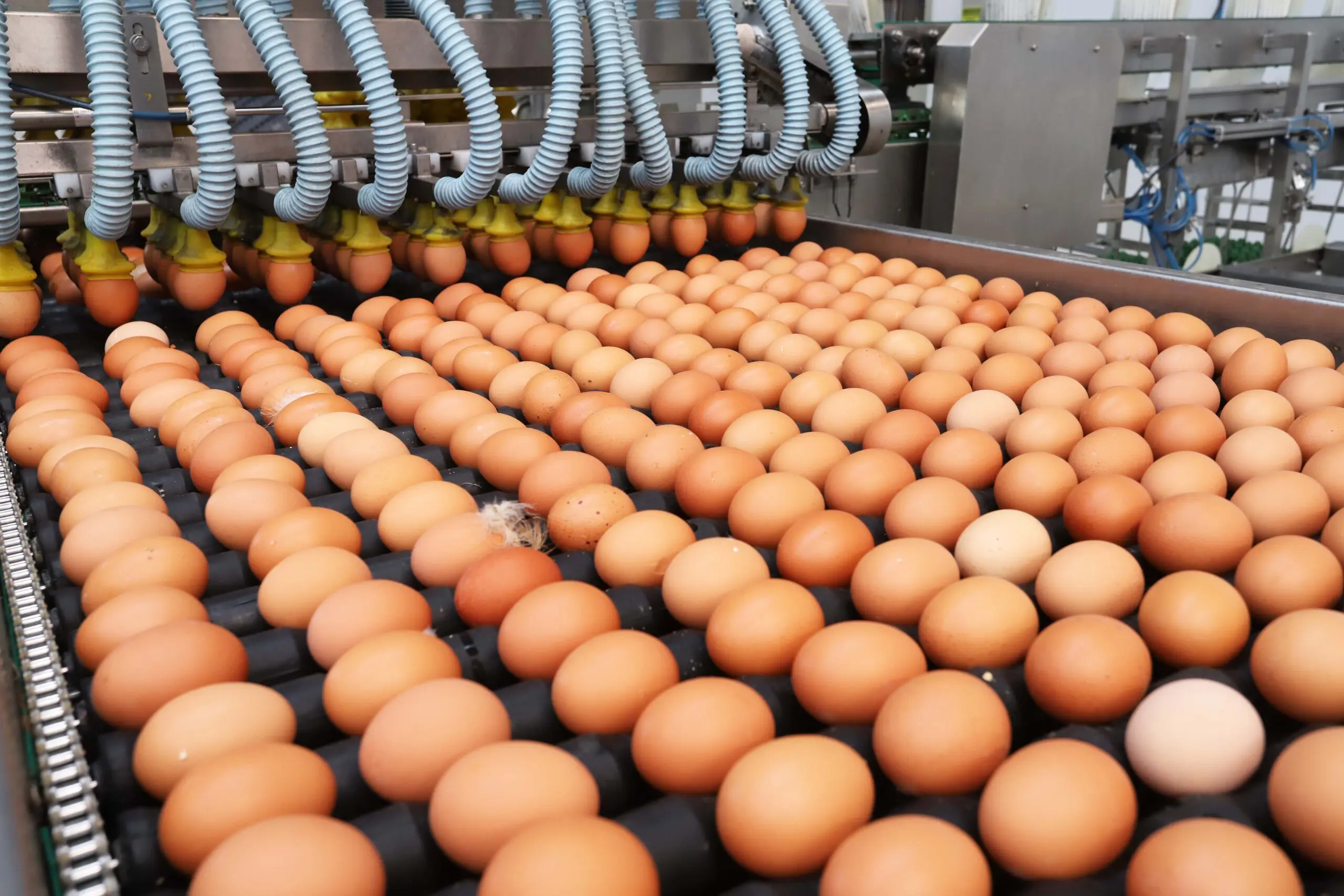 Índice Nacional de Preços ao Consumidor Amplo (IPCA) registrou queda de 3,98% no preço do ovo em maio.