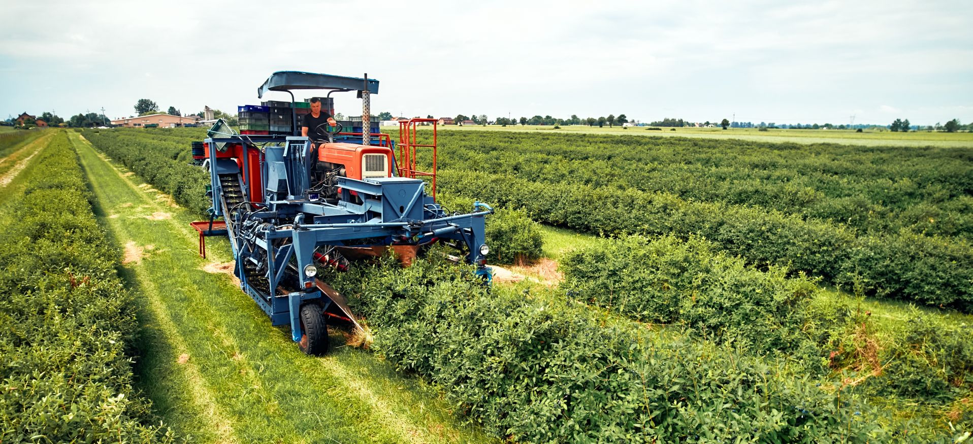 Produtor rural com acesso ao PRONAF, PRONAMP e BNDES Rural investe em tecnologia e sustentabilidade no campo. Saiba como conquistar seu financiamento agrícola e transformar sua produção