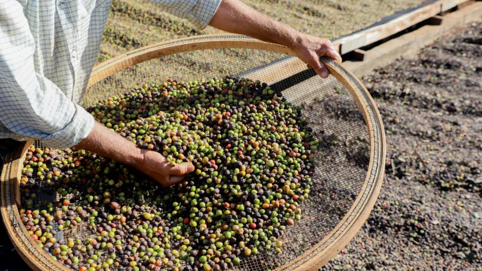 A Associação Brasileira da Indústria do Café (Abic) emitiu 32,5 bilhões de Selos em embalagens de 500g, desde 1990.