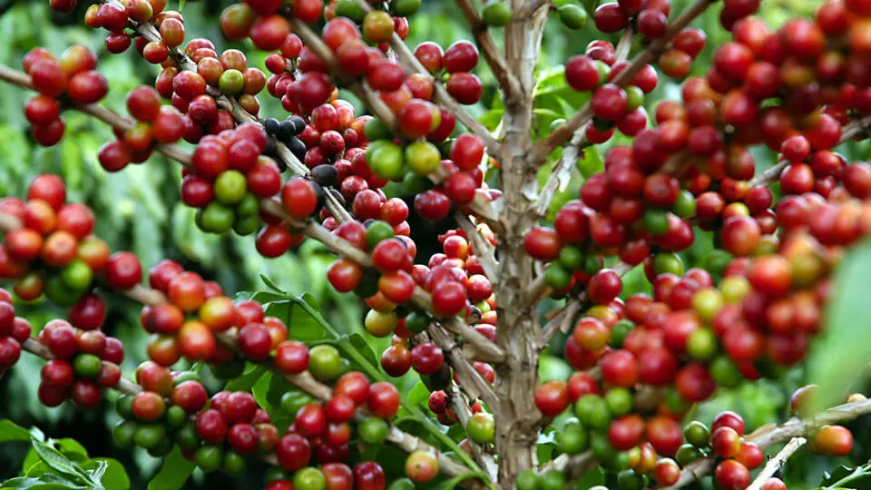 Portaria nº 570 do Ministério da Agricultura e Pecuária (Mapa) criou o Padrão Oficial de Classificação do Café Torrado e prazo para adaptação terminou em junho de 2025.