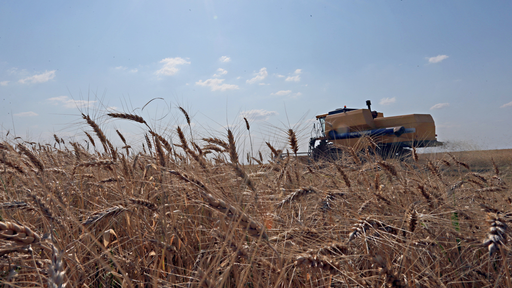 Custos elevados, preços baixos ao produtor e dívidas crescentes estão entre os fatores que ameaçam a viabilidade do cultivo de trigo.