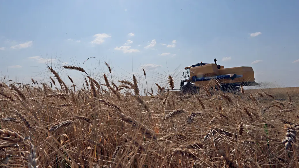 Custos elevados, preços baixos ao produtor e dívidas crescentes estão entre os fatores que ameaçam a viabilidade do cultivo de trigo.