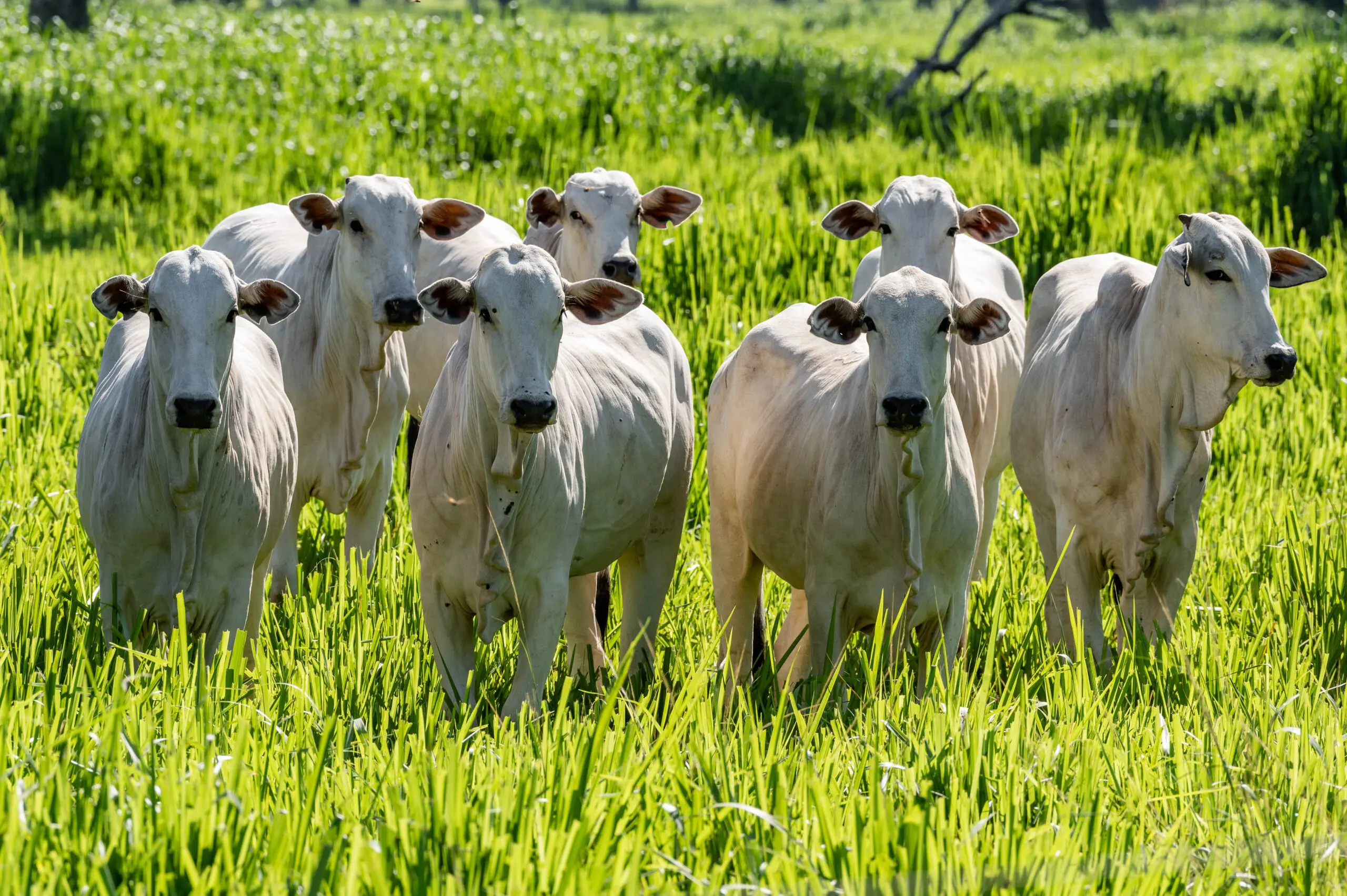 Taxa de 50% inviabiliza exportação de carne para os EUA, afirmam produtores de carne bovina do MT.
